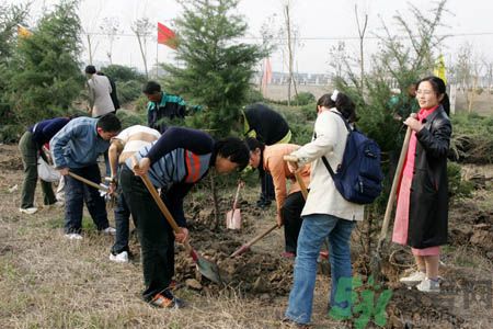 植樹節(jié)是幾月幾日？植樹節(jié)可以做些什么活動？