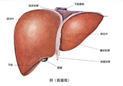 得了脂肪肝該怎么治？脂肪肝對(duì)人體危害有多大？