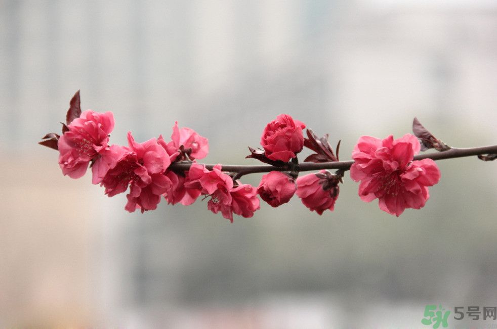 什么花可以凈化空氣？什么花可以減肥？