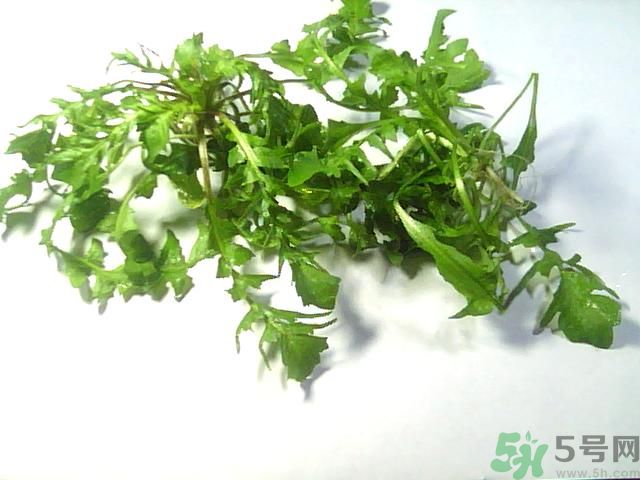 薺菜可以泡水喝嗎？薺菜泡水喝有什么好處？