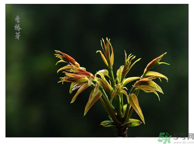 吃香椿有什么好處？香椿可以預(yù)防疾病嗎？