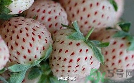 菠蘿莓好吃嗎？菠蘿莓好不好吃？