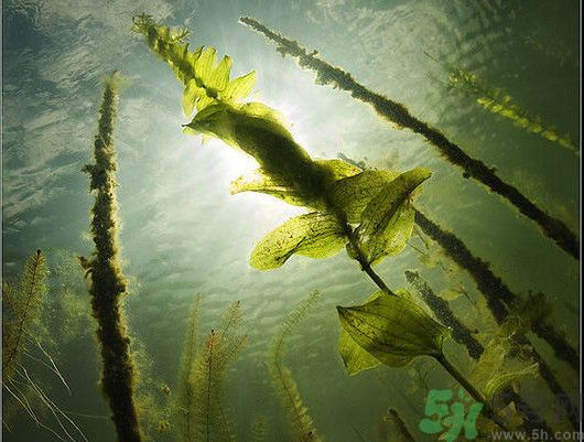 海帶用冷水泡還是熱水泡發(fā)？海帶怎么泡才不會(huì)發(fā)硬？