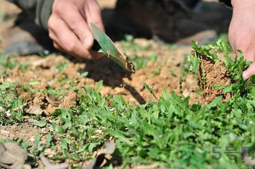 常見(jiàn)野菜怎么吃?春季野菜的各種吃法