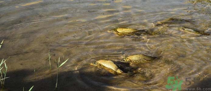 月牙泉再現(xiàn)鐵背魚(yú) 什么是鐵背魚(yú)？