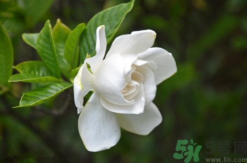 喝梔子花茶有什么好處?梔子花茶的功效與作用