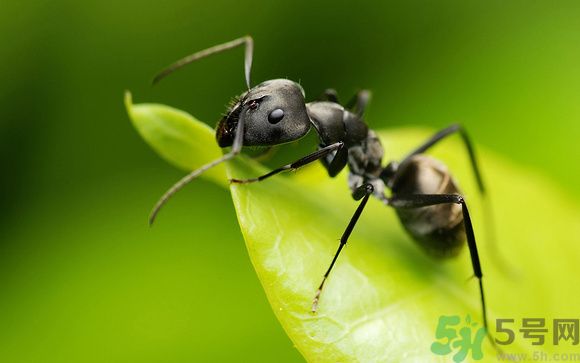 家里有螞蟻怎么辦？驅(qū)除螞蟻的方法是什么？