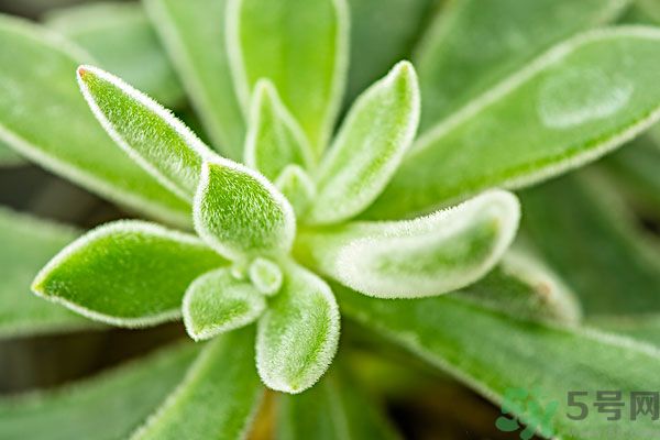 多肉植物需要澆水嗎？多肉植物澆水可以澆到葉子上嗎？