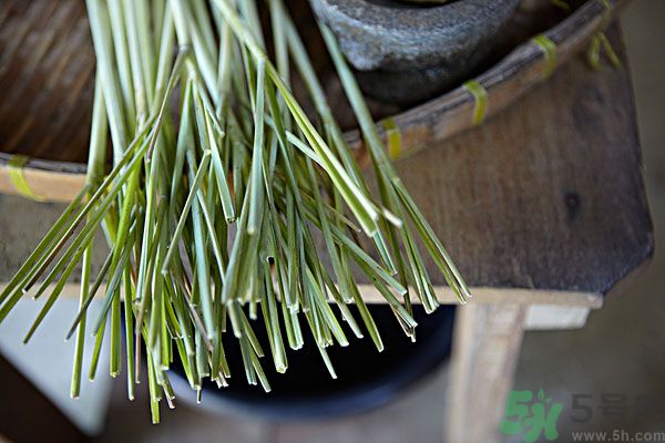 天竺葵有驅(qū)蚊作用嗎？什么植物能驅(qū)蚊子？