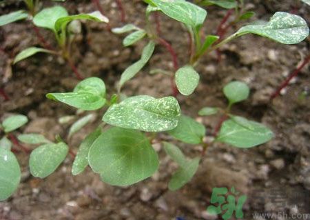 莧菜葉子上有白點是怎么回事？莧菜葉子上有白點可以吃嗎？