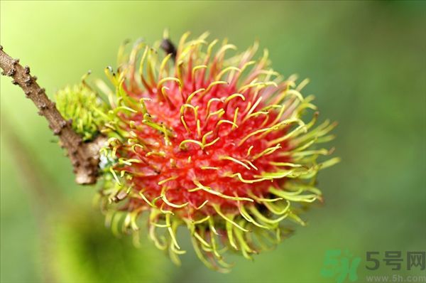 孕婦可以吃紅毛丹嗎？孕婦吃紅毛丹好嗎？