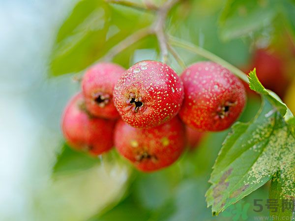 尿酸高能吃山楂嗎？痛風(fēng)能吃山楂嗎？