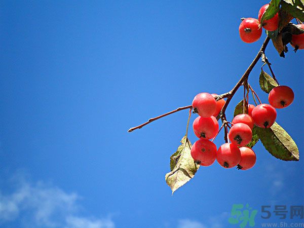 尿酸高能吃山楂嗎？痛風(fēng)能吃山楂嗎？