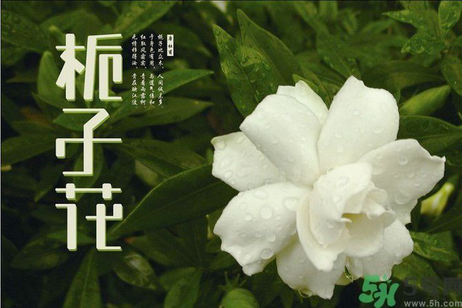 梔子花茶可以補血嗎？貧血可以喝梔子花茶嗎？