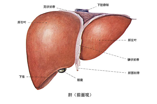 臉上長(zhǎng)痘能吃南瓜嗎？臉上長(zhǎng)痘吃南瓜好不好？