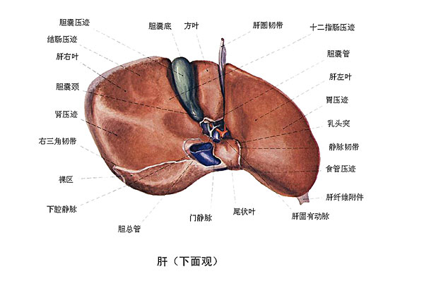 臉上長(zhǎng)痘能吃南瓜嗎？臉上長(zhǎng)痘吃南瓜好不好？