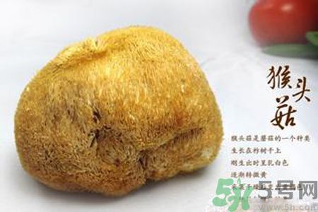  哺乳期可以吃猴頭菇嗎？產(chǎn)婦可以吃猴頭菇嗎？