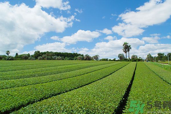 綠茶可以去黑眼圈嗎？綠茶去黑眼圈的方法