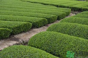 綠茶可以去黑眼圈嗎？綠茶去黑眼圈的方法