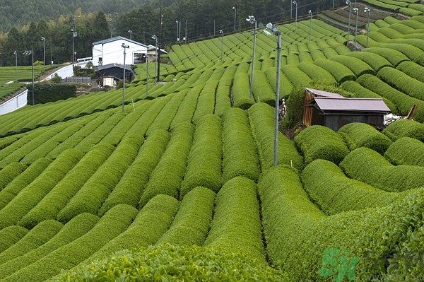 綠茶可以去黑眼圈嗎？綠茶去黑眼圈的方法