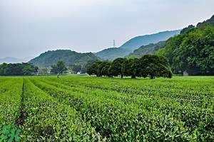 綠茶是酸性還是堿性?綠茶是酸性的嗎？