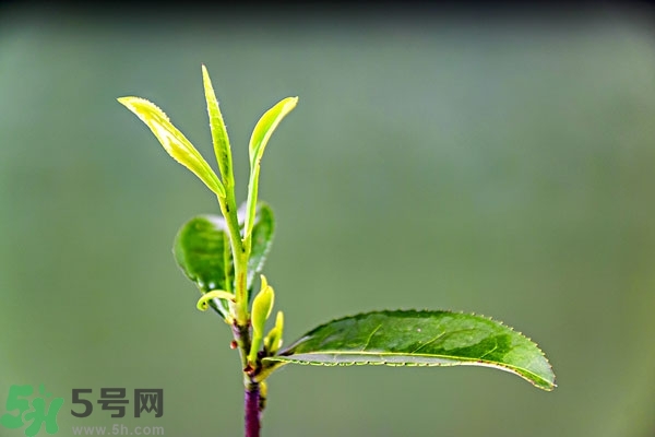 綠茶是酸性還是堿性?綠茶是酸性的嗎？