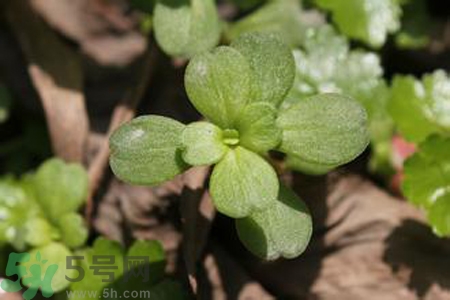 馬齒莧是熱性還是涼性？馬齒莧是涼性嗎？