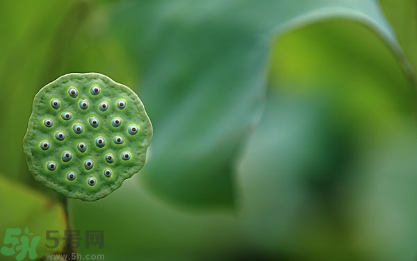 蓮子芯泡茶有什么功效？蓮子心的功效與作用