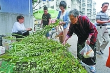 夏天可以用艾草驅(qū)蚊嗎？夏天可不可以用艾草驅(qū)蚊？