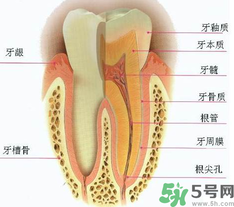 牙齒根管治療多少錢？根管治療一顆要多少錢？