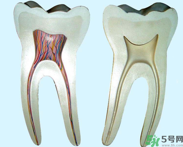 牙齒根管治療多少錢？根管治療一顆要多少錢？