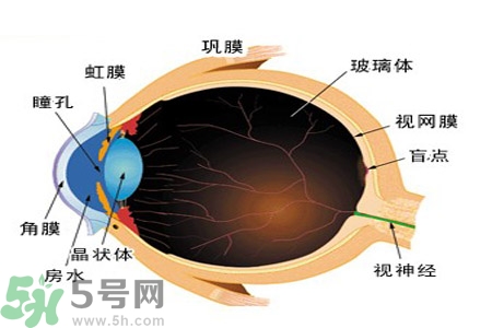 近視眼高發(fā)人群？如何預(yù)防近視眼？