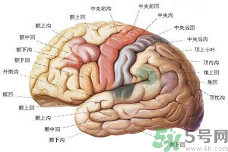 腦出血的治療方法是什么？腦出血可以用哪些藥物治療？