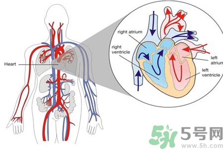 先天性心臟病發(fā)病原因是什么？