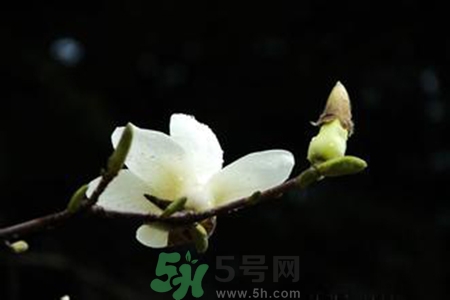 優(yōu)曇花是什么花？優(yōu)曇花現(xiàn)實中有嗎？