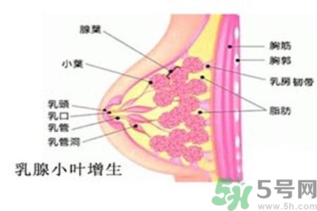 乳房脹痛的原因？乳房脹痛怎么辦？