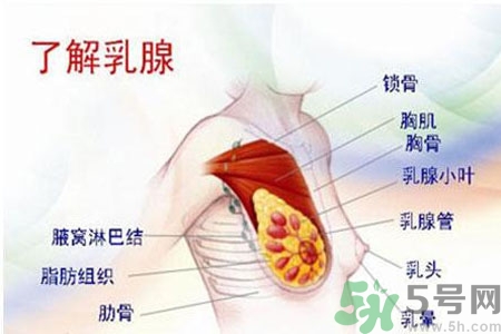 女性乳腺增生的原因是什么？乳腺增生的癥狀有哪些？