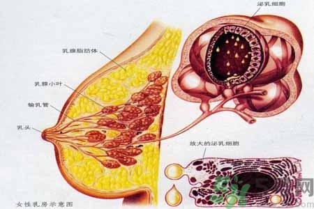 如何預(yù)防胸部一大一?。咳榉恳淮笠恍∫⒁馐裁磫栴}？