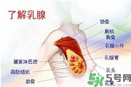 乳房上有硬塊怎么辦？乳房有硬塊的病因是什么？