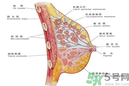 胸部二次發(fā)育是怎么回事？吃什么可以讓胸部二次發(fā)育？