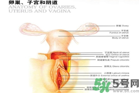 陰道出血和什么有關(guān)？陰道出血的應急措施有哪些？