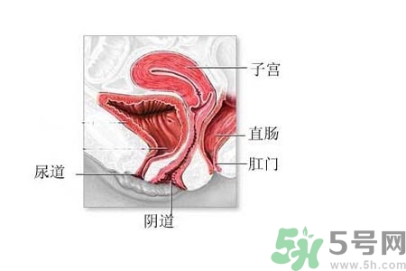 陰道松弛有什么危害？?陰道松弛恢復(fù)的方法有哪些？