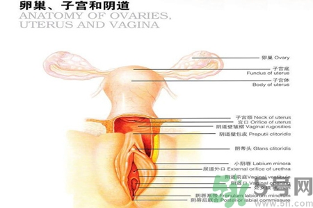 陰道干澀的原因是什么？陰道干澀怎么辦？