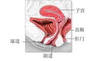 女性陰道松弛的原因是什么？女性陰道松弛怎么辦？