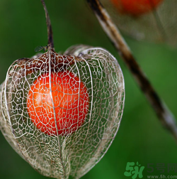 紅姑娘吃多了會(huì)怎樣？吃野生紅姑娘的好處和壞處