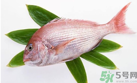 吃魚(yú)眼睛對(duì)眼睛有好處嗎？吃什么魚(yú)對(duì)眼睛好？