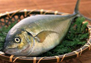 吃魚(yú)眼睛對(duì)眼睛有好處嗎？吃什么魚(yú)對(duì)眼睛好？