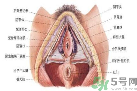 外陰瘙癢怎么回事？外陰瘙癢的原因是什么？