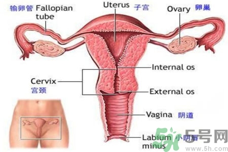 引起外陰瘙癢的疾病有哪些？治療外陰瘙癢的偏方有哪些？