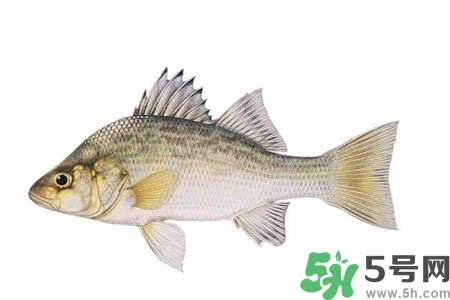 秋季適合吃什么魚？秋季吃魚的好處？